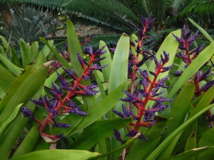 Bromeliad flower stalks